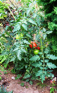 guerrilla-garden-tomato