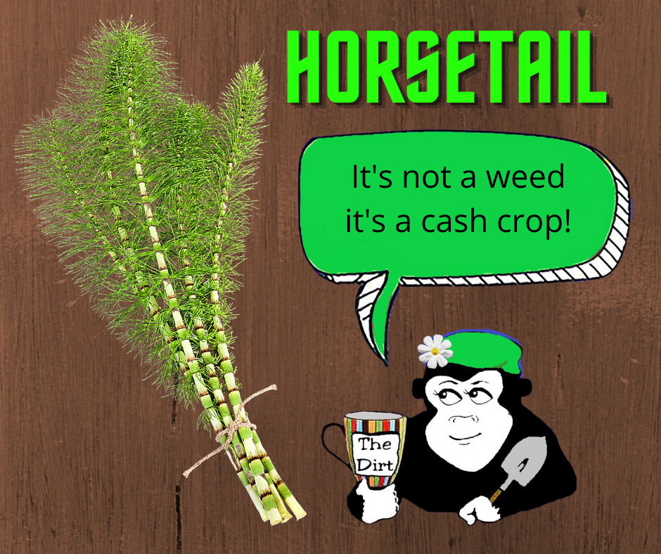 Horsetail it's not a weed it's a cash crop