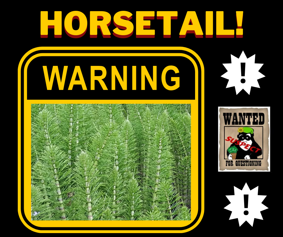 Horsetail Warning