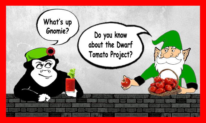 Guerrilla Garden Tomato-Choices-and-The-Dwarf-Tomato-Project
