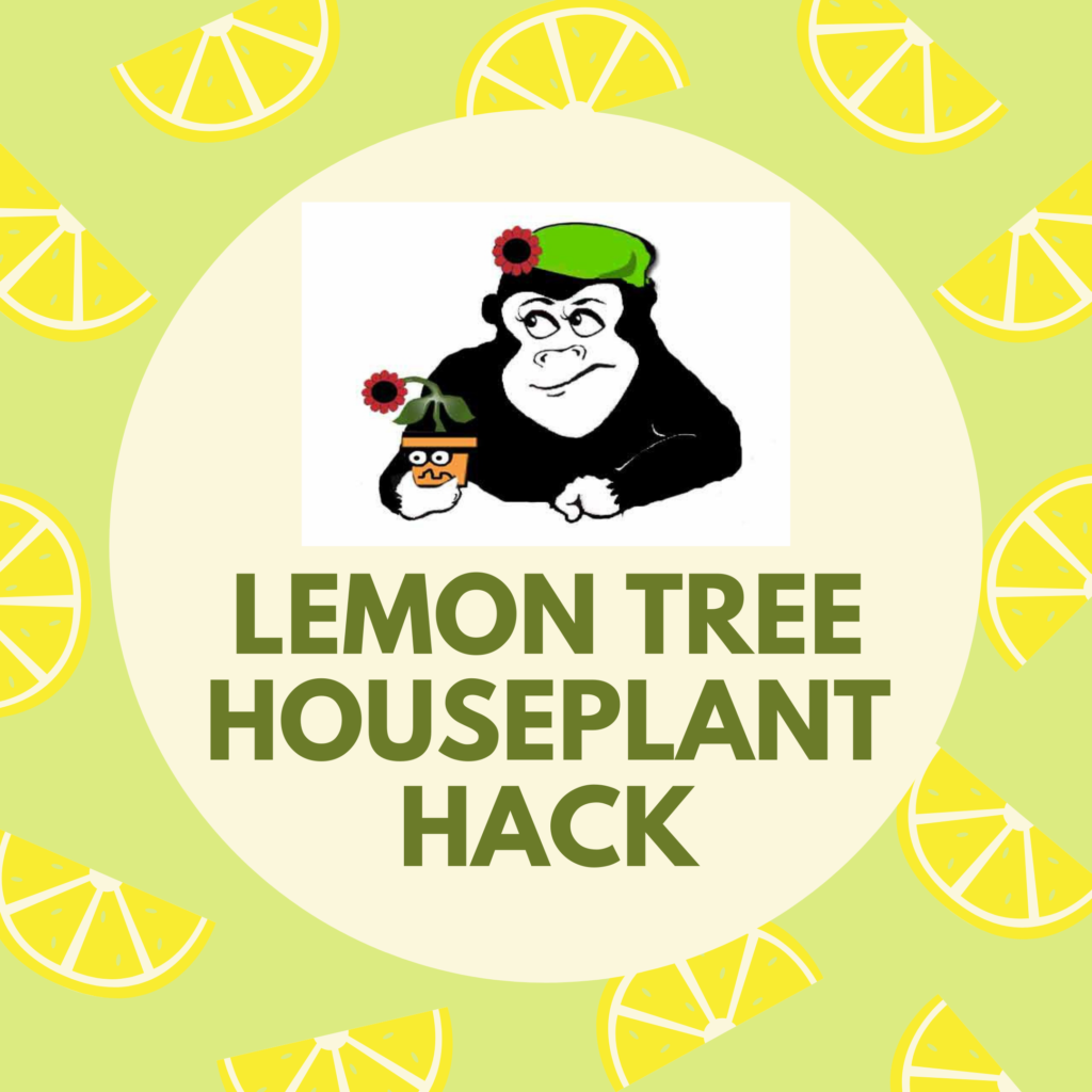 Lemon Tree Hack
