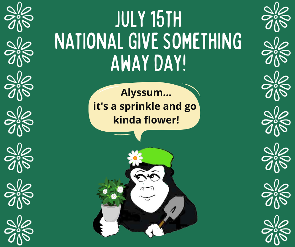Guerrilla Garden Adventures_National Give Something Away Day!-Alyssum